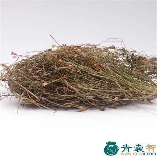 中药材蓝花菜图片