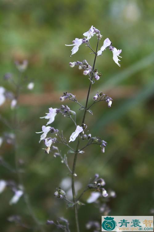 中药材蓝萼香茶菜图片