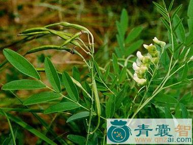 蓝锡莎菊的性味归经以及功效用法-青囊智