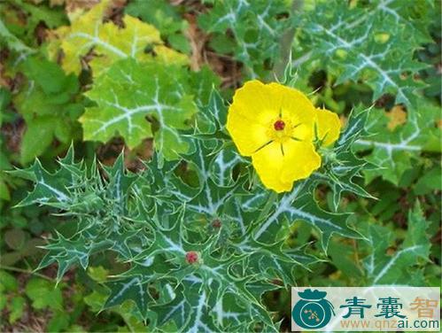 蓟罂粟的性味归经以及功效用法-青囊智