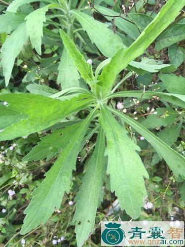 中药材蓬子草图片