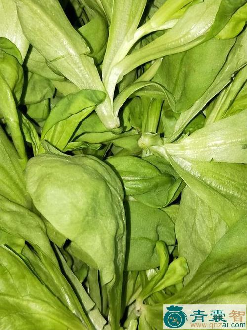 中药材蓬子菜图片
