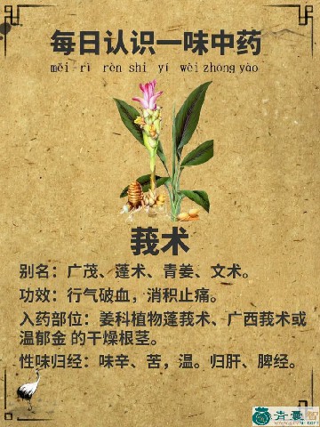 中药材蓬莪术图片