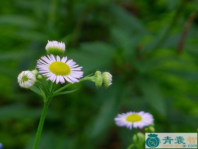 中药材蓬莱花图片