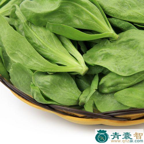 中药材蓬蒿菜图片