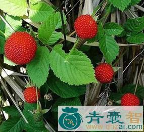中药材蓬蘽图片