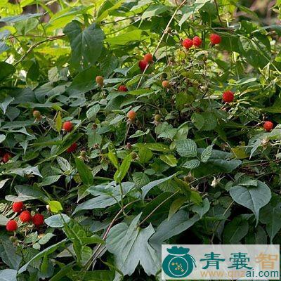 中药材蓬蘽叶图片