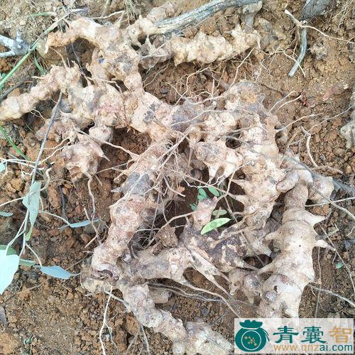 蔓乌药的性状性味归经以及功效用法和注意事项-青囊智