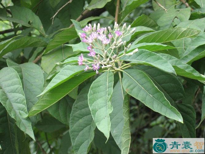 中药材蔓斑鸠菊图片