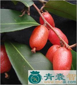 中药材蔓胡颓子图片