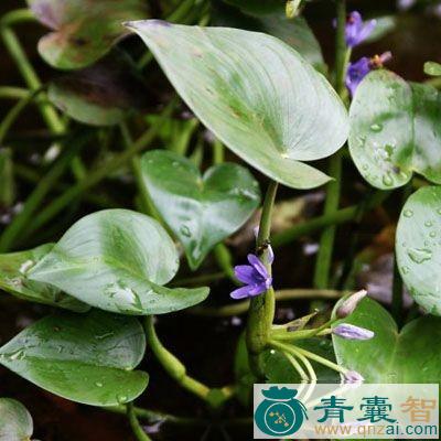 中药材蔛荣图片