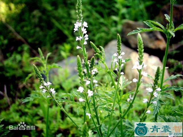 中药材蔡达草图片