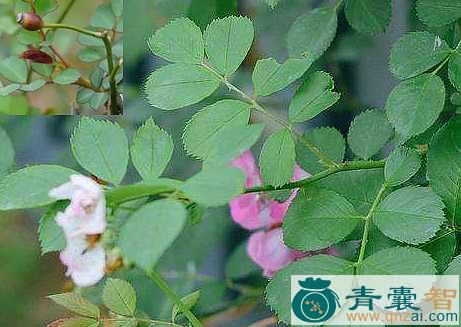 中药材蔷薇露图片