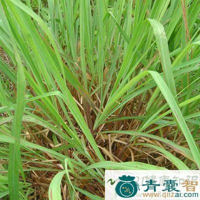 中药材蕃仔香草图片