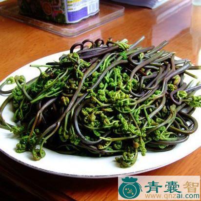 中药材蕨儿菜图片