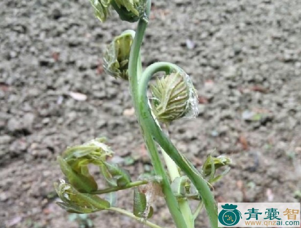 中药材蕨猫草图片