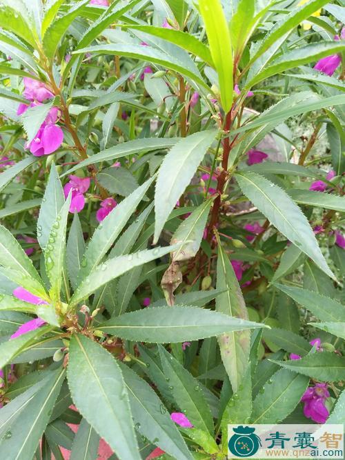 中药材蕨芨花图片