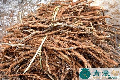 中药材蕨薇菜根图片
