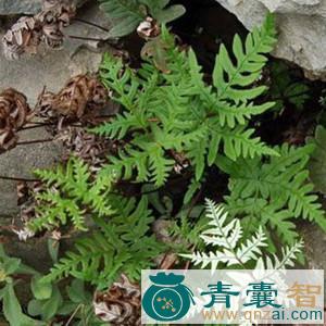 中药材蕨鸡根图片