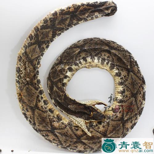 蕲蛇药的性味归经以及功效用法和注意事项-青囊智