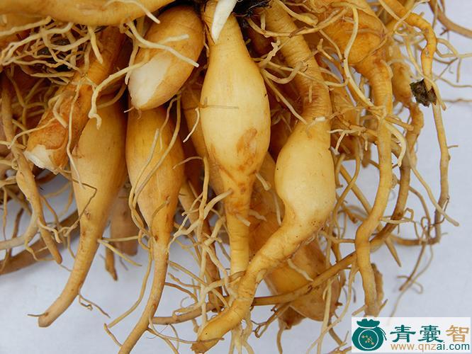 中药材蕹菜根图片