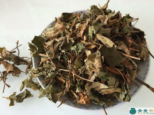 中药材蕺菜图片