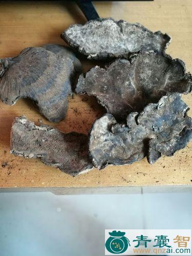 薄皮纤孔菌的性状性味归经以及功效用法-青囊智