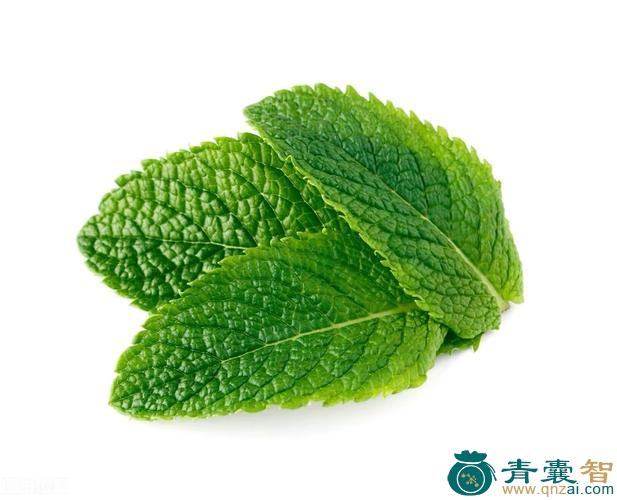 中药材薄苛图片