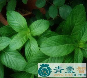 中药材薄荷露图片