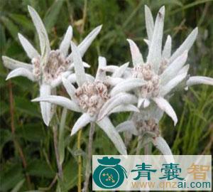 中药材薄雪草图片