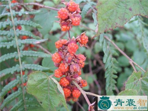 中药材薅田藨根图片