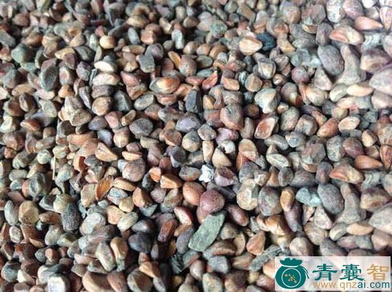 薇籽的性味归经以及功效用法-青囊智