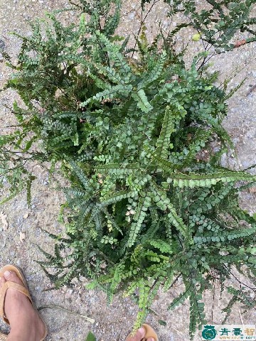 薇草的性状性味归经以及功效用法和注意事项-青囊智