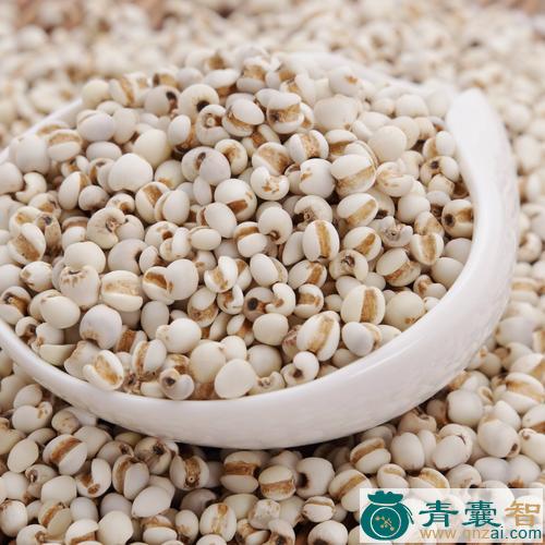 中药材薏仁图片
