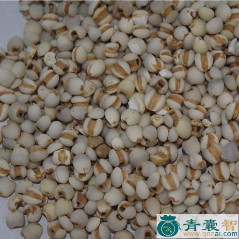 中药材薏苡仁图片