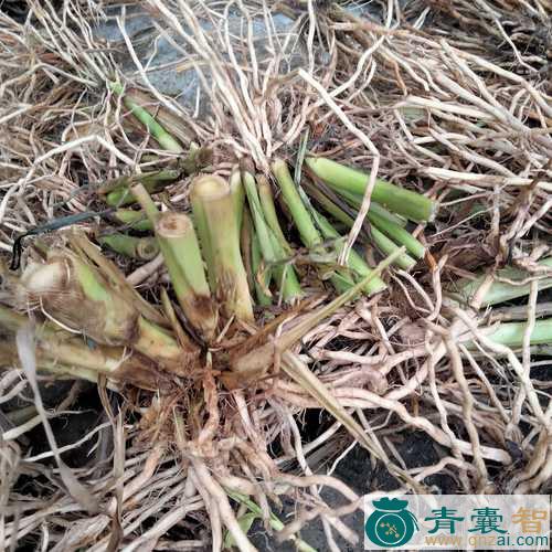 中药材薏苡根图片