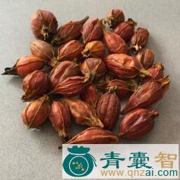 中药材薯子图片