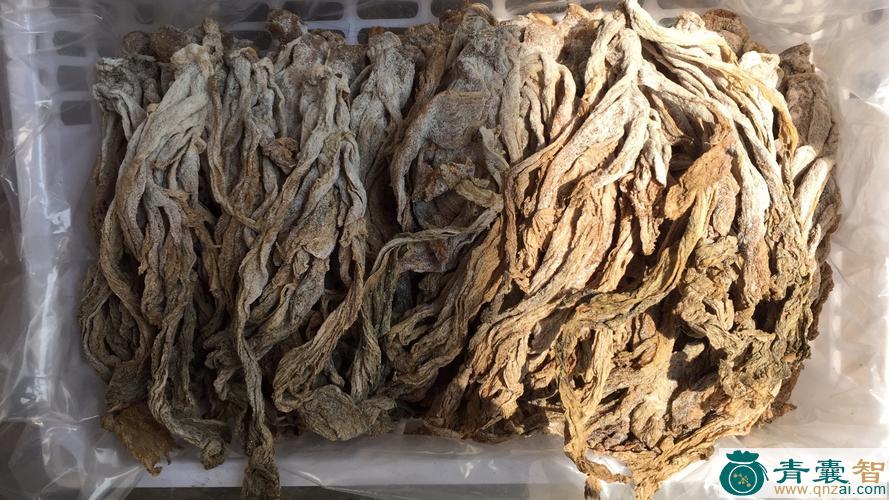 中药材薹芥图片
