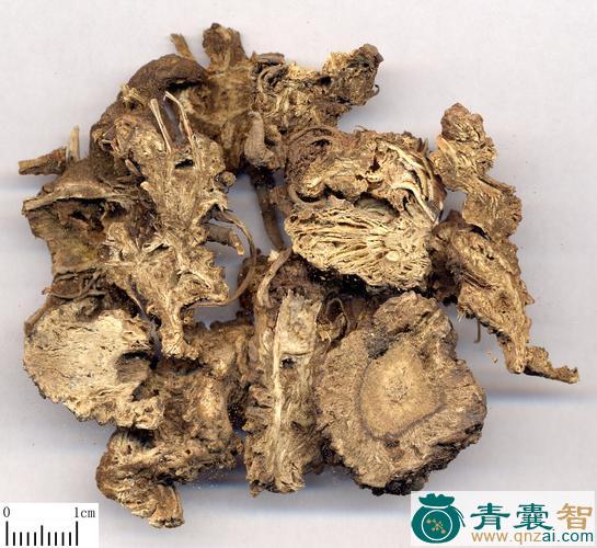 中药材藁本图片