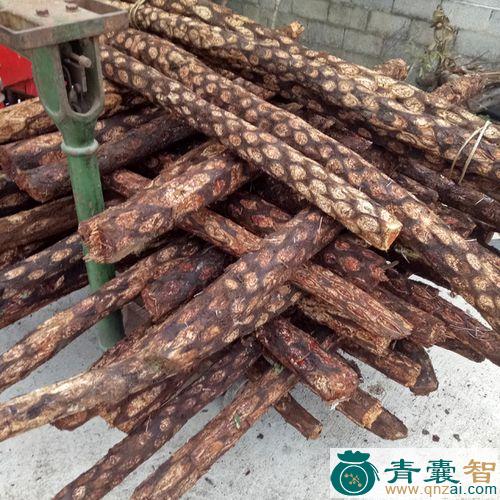 中药材藄蕨图片