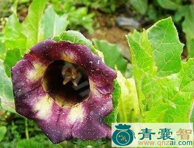 中药材藏茄图片