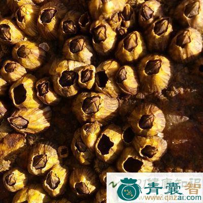 藤壶的性味归经以及功效用法-青囊智