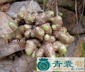 中药材藤子三七图片