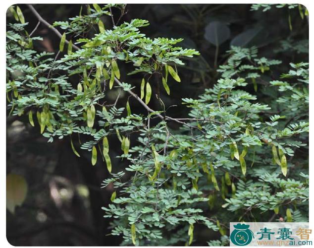 中药材藤檀图片