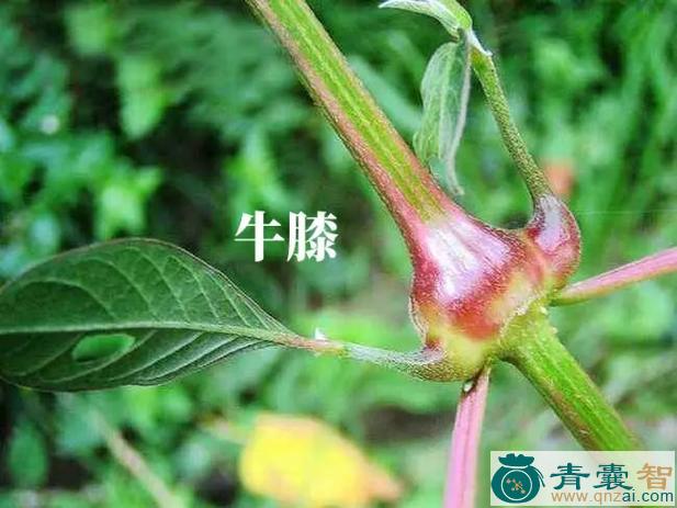藤牛七的性味归经以及功效用法和注意事项-青囊智