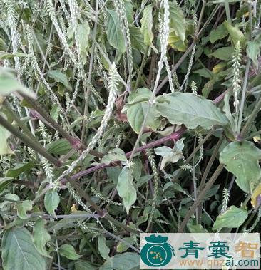 中药材藤牛膝图片