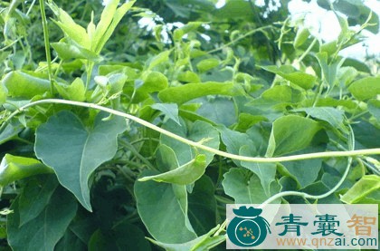 中药材藤露图片