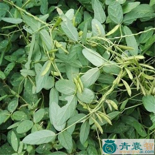 中药材藤黄豆图片