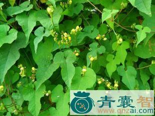 中药材藩篱草图片