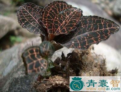 中药材虎头蕉图片